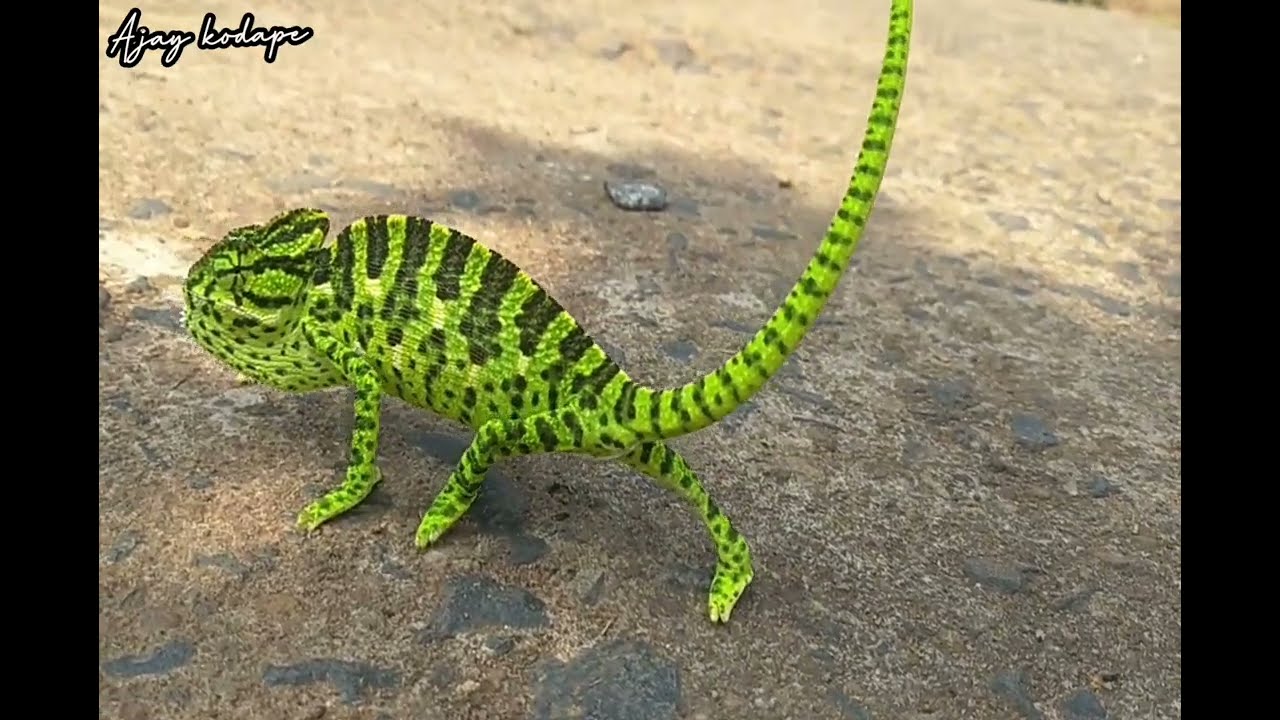 Amazing Butterflies of Tadoba