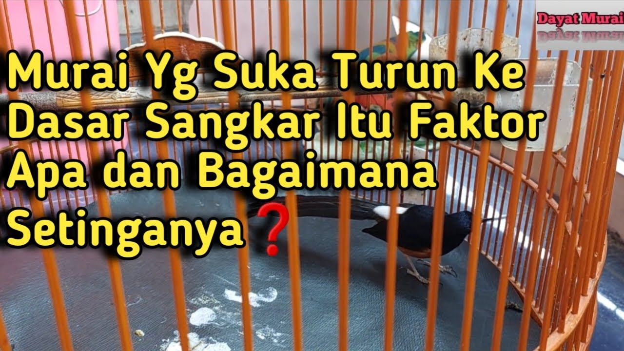 Murai Batu Yg Suka Turun Ke Dasar Sangkar Itu Faktor Apa dan Bagaimana Setinganya❓️