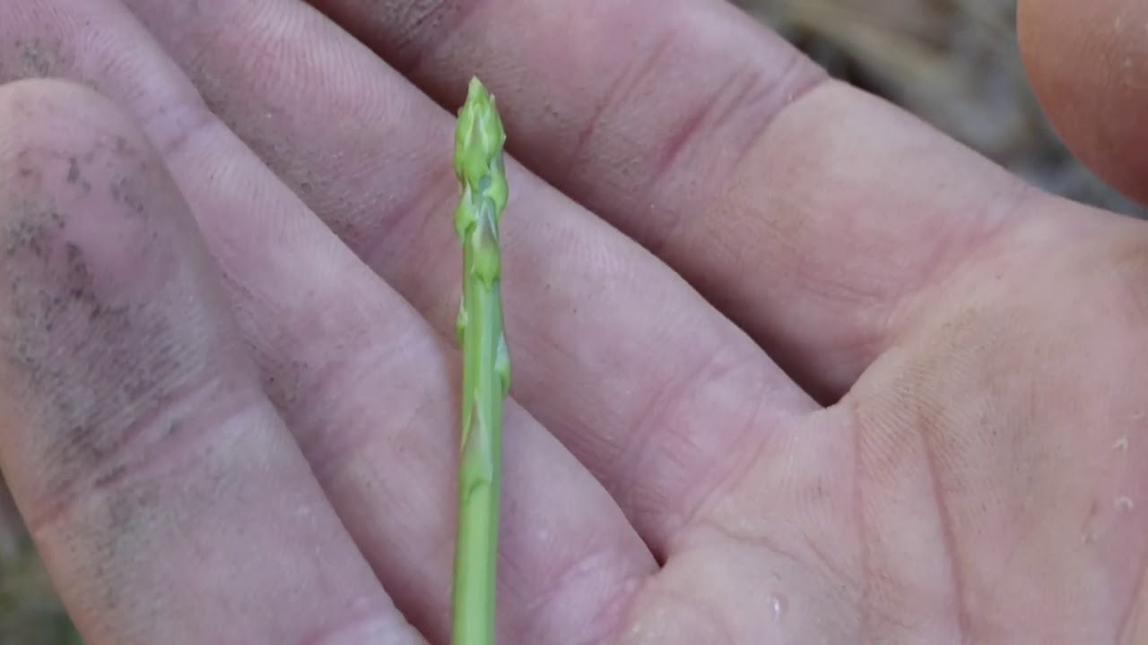 Plante Comestible (Bushcraft) - l'Asperge sauvage (Asparagus acutifolius)