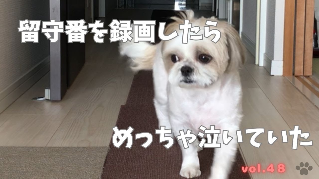 [シーズー犬]留守番中、ずっとウロウロしてグスンと泣いていた！！