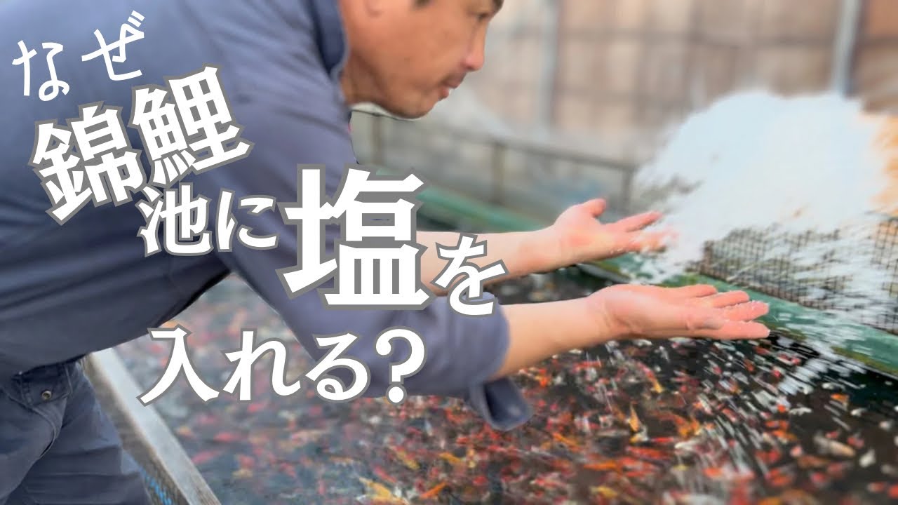 錦鯉池に塩を入れる理由#塩浴#錦鯉の病気#koifish #koi