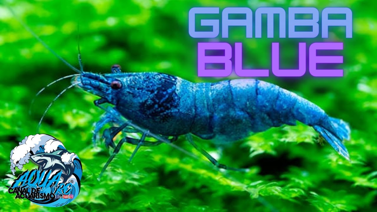 | GAMBA BLUE, CUIDADOS Y REPRODUCCION | AQUA RC |