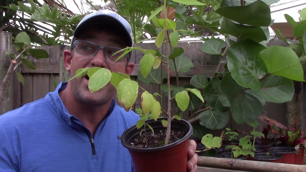 How to Grow Cotton Candy Fruit Trees in Florida, It is SO EASY!