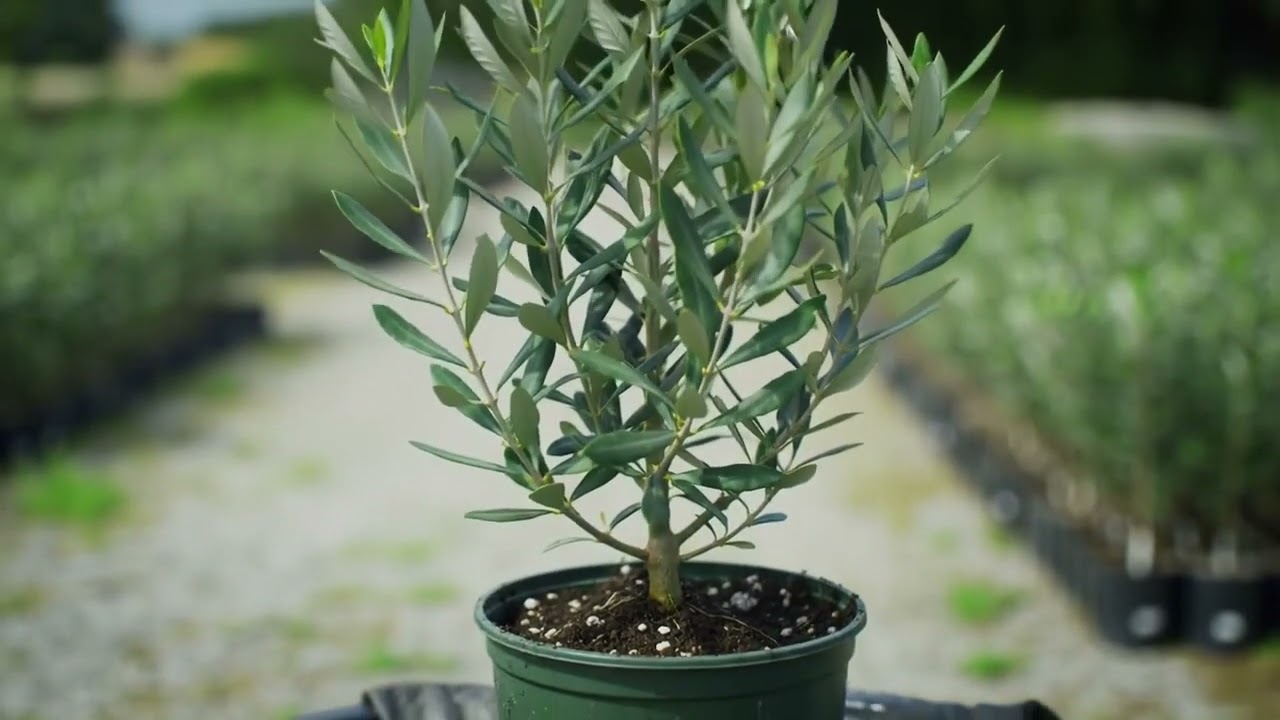 Olive Plant Transition
