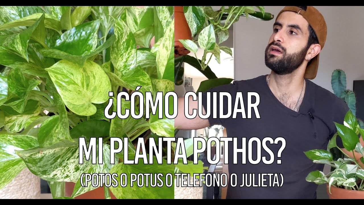 ¿Cómo cuidar la planta Pothos (potos o potus o telefono)?