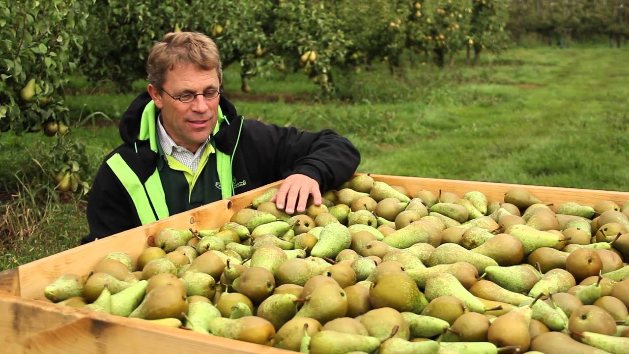Verse Oogst - Feijtel Fruit - Peren