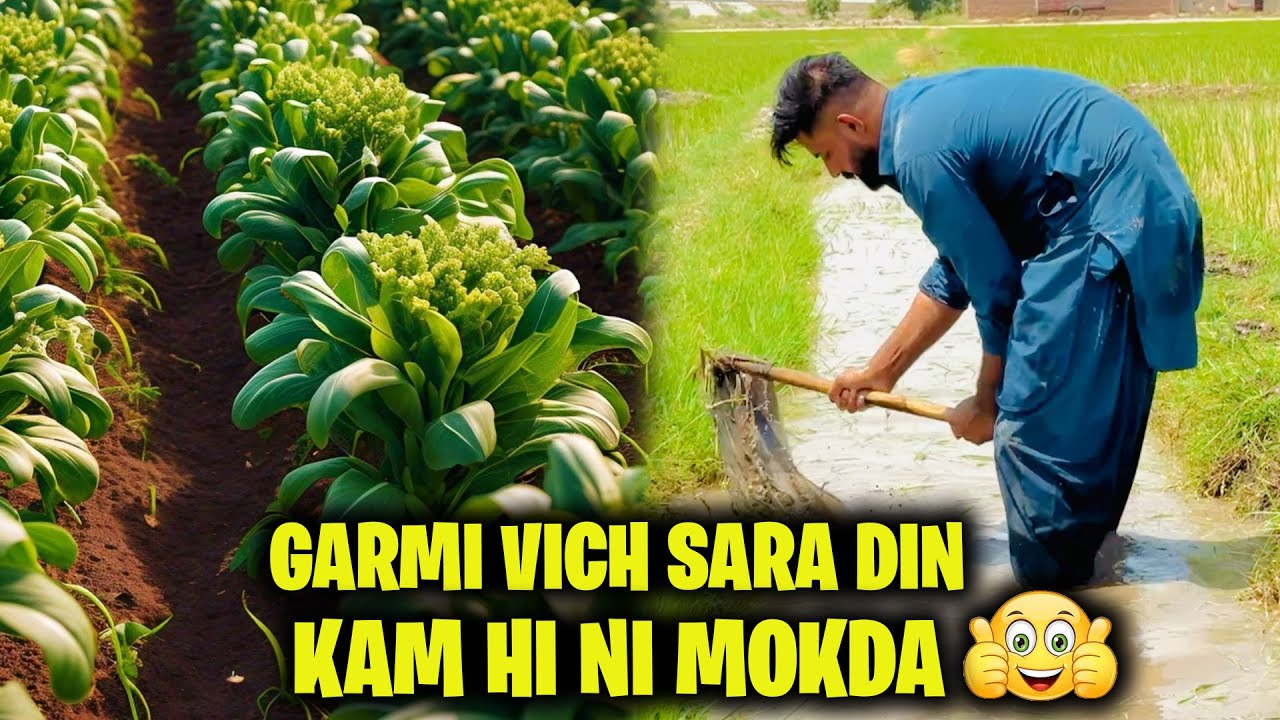 GARMI VICH SARA DIN KAM HI NI MOKDA☺️