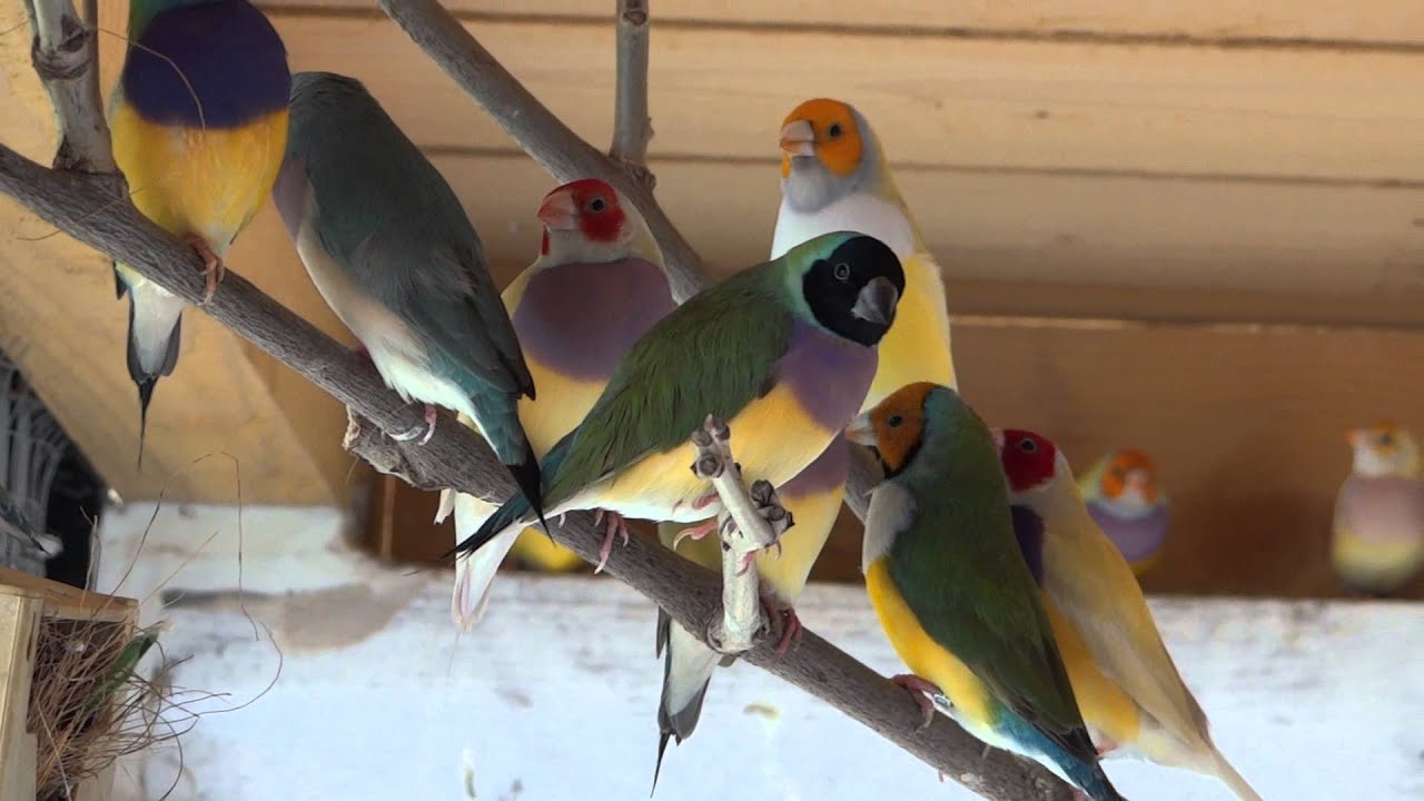 diamants de gould en voliere