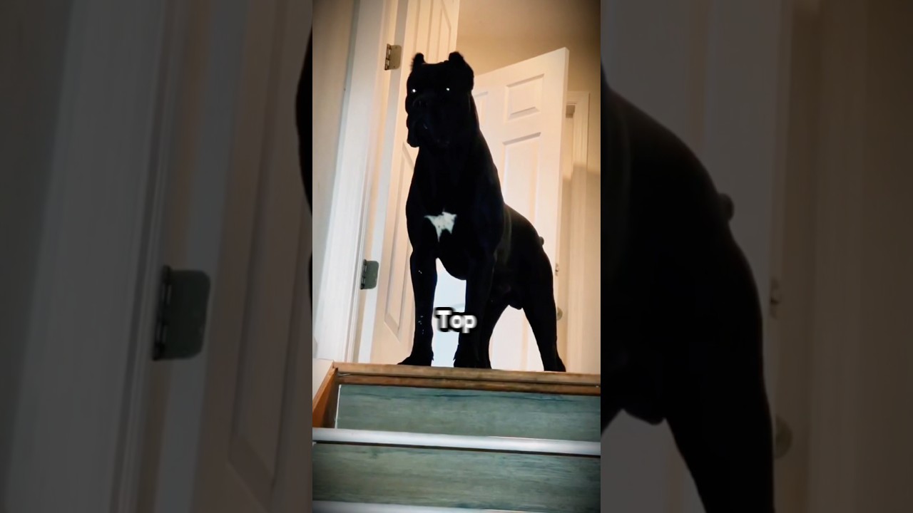 Топ-7 собак, которые могут уничтожить вас за считанные секунды #top7dog #canecorso #pitbull