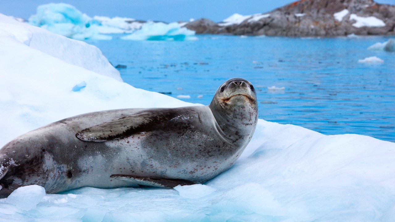 10 Hours Of Sleepy Sleeping Seals On Ice And Nature Sounds - Ambience - Meditation - Stress Relief