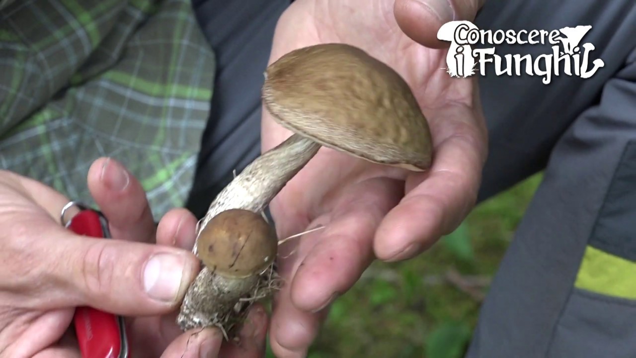 Conoscere i Funghi: Leccinum carpini [ COMMESTIBILE ]