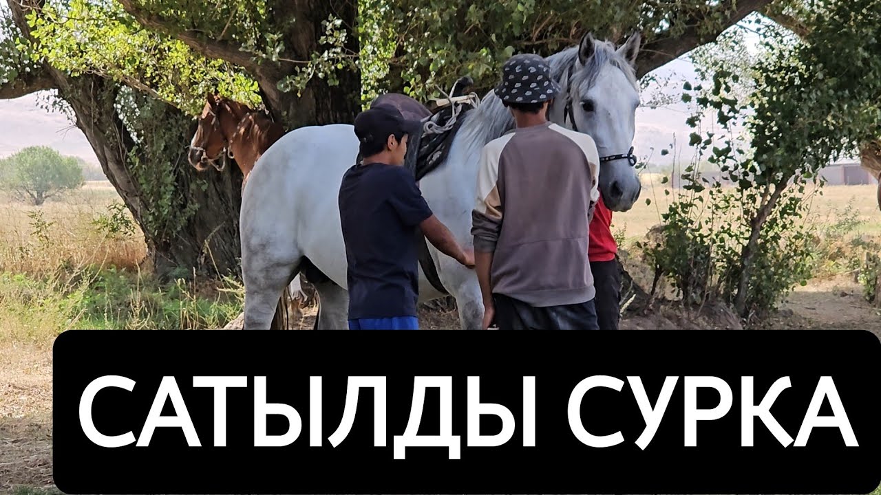 САТЫЛДЫ СУРКА 
