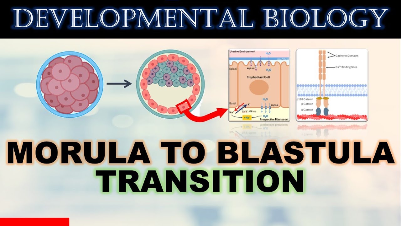 Morula to Blastula Transition (Early Development- Part 1)