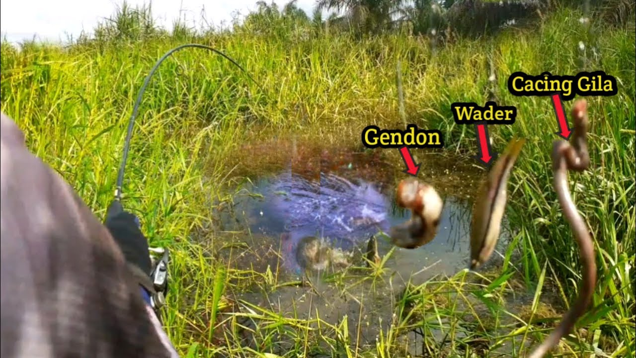 VIRAL!! UMAPAN MANCING IKAN BUJUK/KIHUNG TERBUKTI GACORR #AS-150