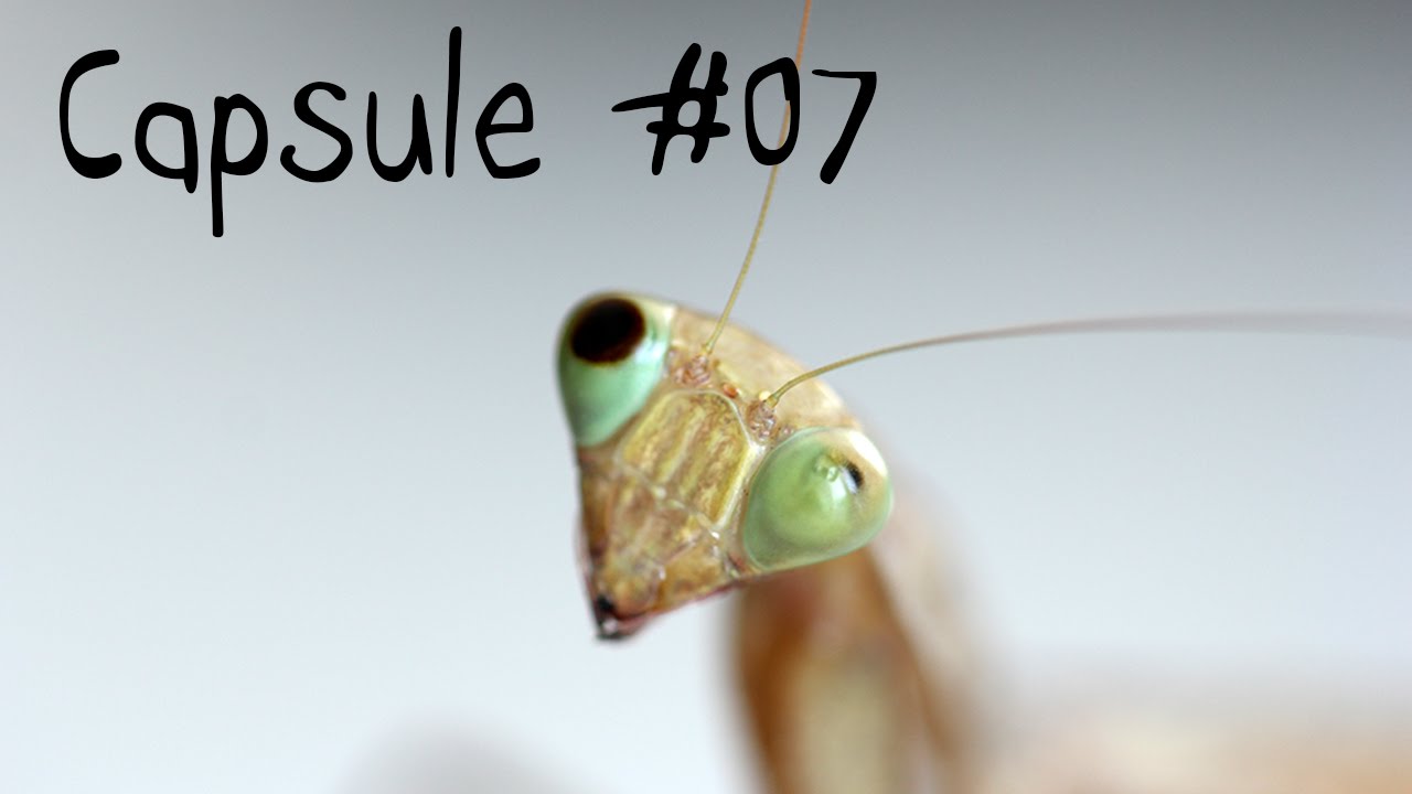 Capsule #07 - Une prière avant le repas