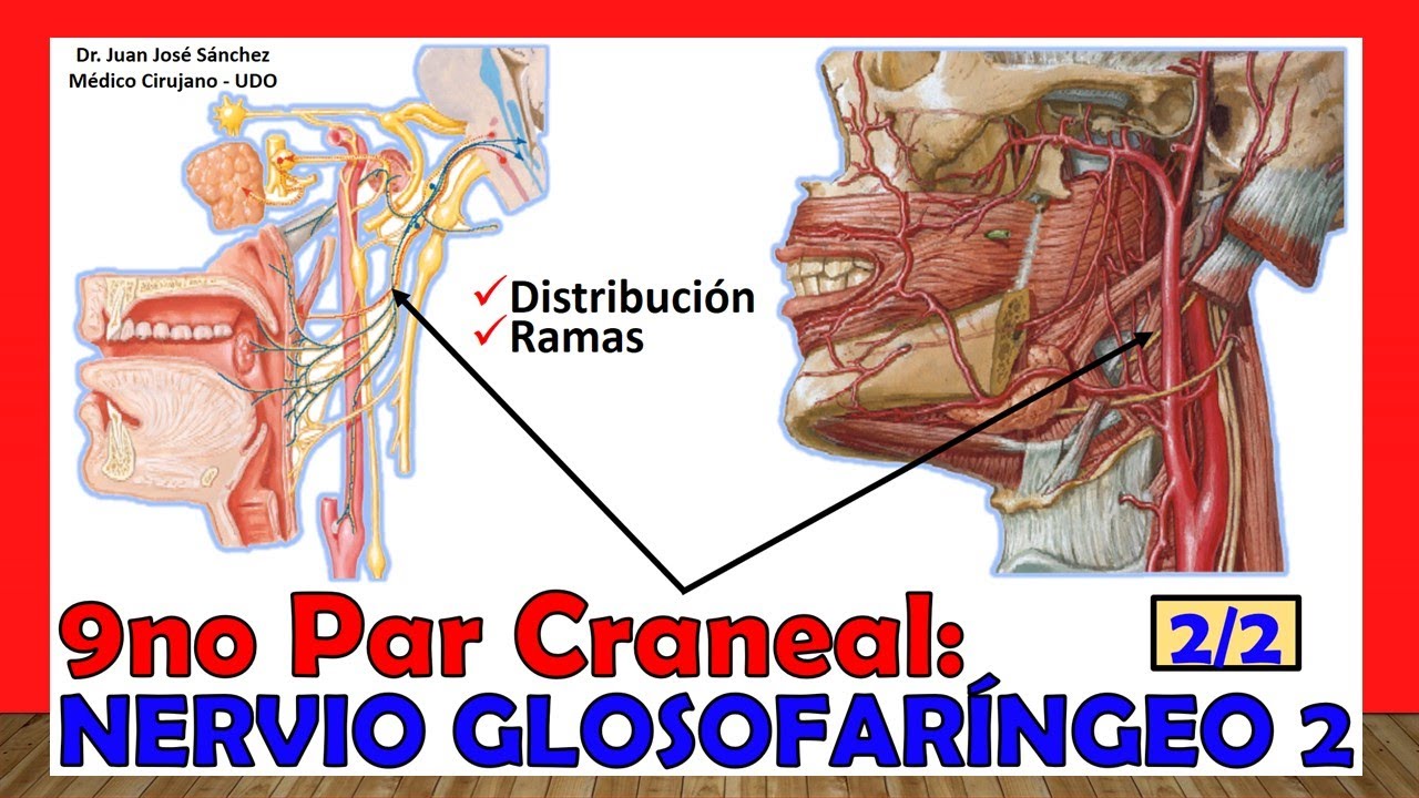 🥇 9no Par Craneal - NERVIO GLOSOFARÍNGEO 2/2 - (Distribución y Ramas)
