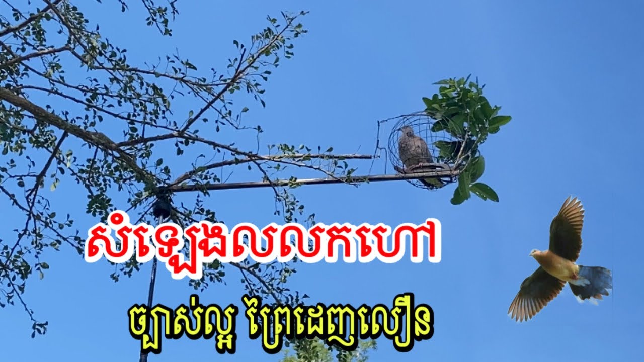 សំឡេងលលកហៅ ច្បាស់ល្អ ព្រៃដេញលឿន