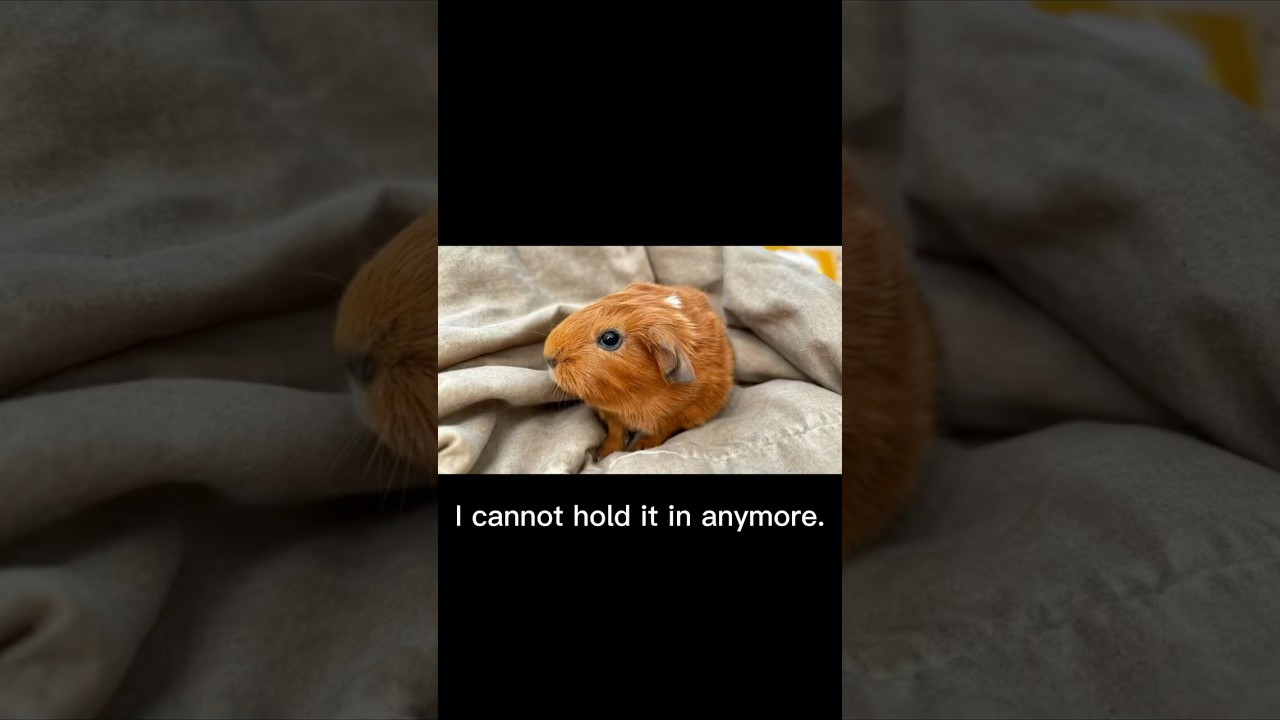 She just wants to take a small eppy 😴#Meme #MemeCut #guineapig