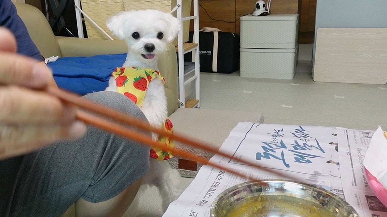 명절에 제일 바쁜 사람이 아빠란 걸 모르는 강아지