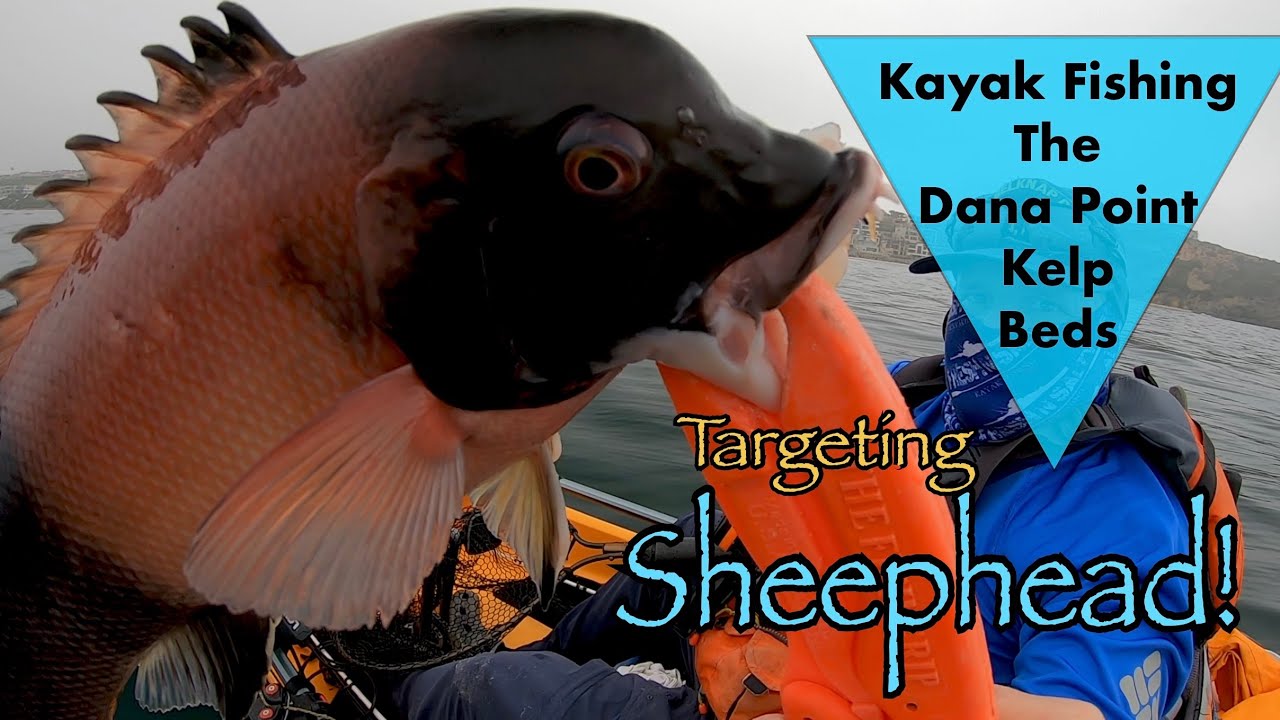 Kayak Fishing The Dana Point Kelp Beds Targeting Sheephead! #danapoint #sheephead