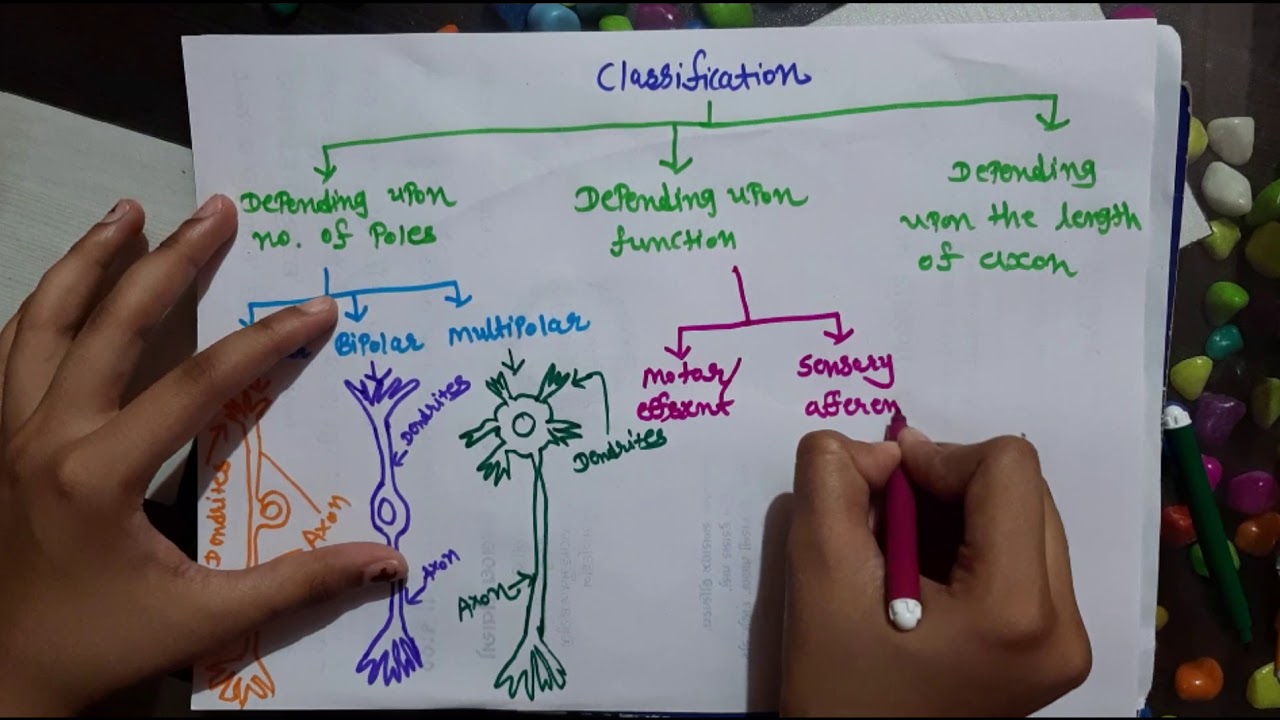 Physiology of Neuron (hindi)