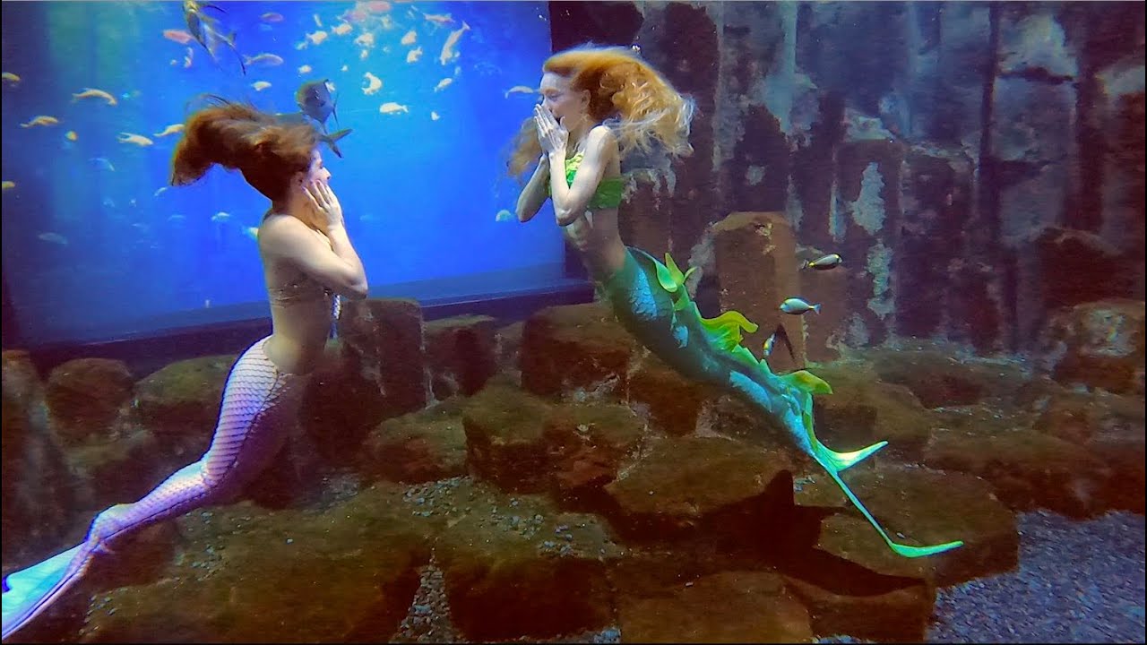 2 SIRENES se rencontrent dans un aquarium 💙