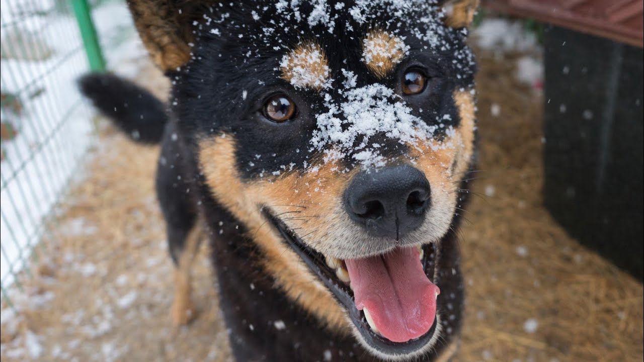 눈 쌓인 날 너무 신나서 정신없는 진돗개