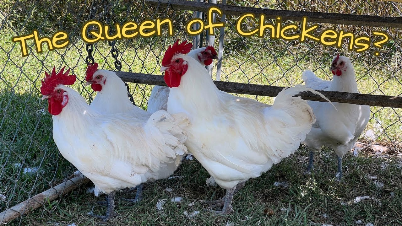 Is Raising American Bresse Chickens Really Worth It? My Thoughts After Cooking It Three Ways