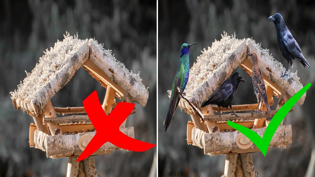 Vogelhaus kein Vogel kommt – Ursachen & Lösung / Vögel zum Vogelhaus locken und füttern – Tipps