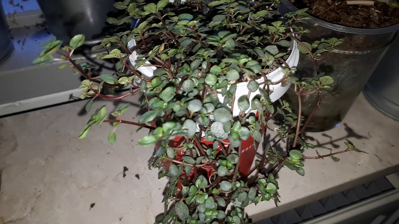 MY 100+ PLANT COLLECTION TOUR 2019! ROOM TOUR! PLANT HAUL! New Stuff (DIY) New Plants? PLANTS 2019