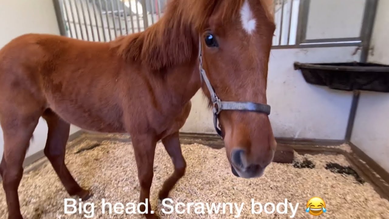 What it’s like growing up as a baby horsey. Valenta is going through so many stages.