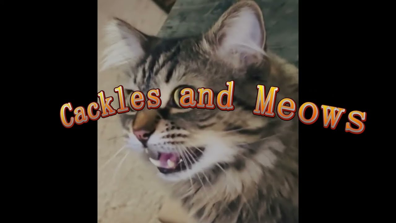 Cat TV for cats entertainment. ￼