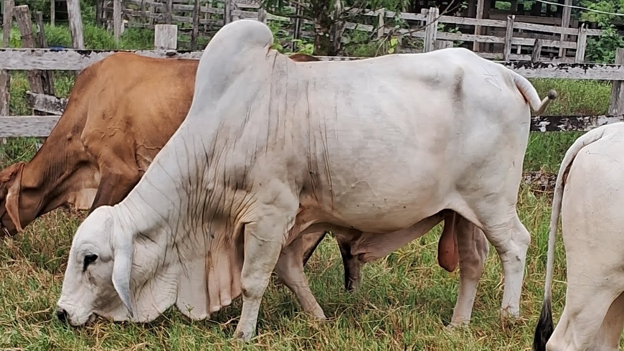OLHA QUE GADO TOP