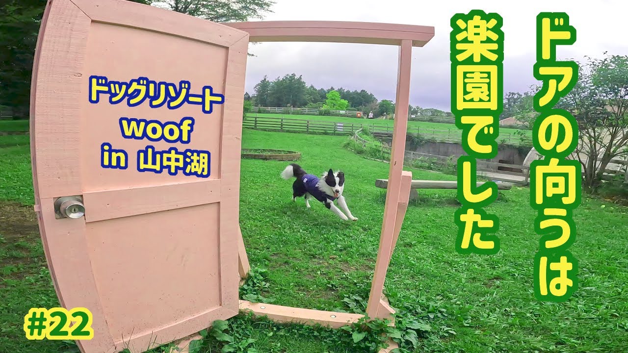 【ボーダーコリー】山中湖のドッグリゾートwoof はまさに「犬の楽園」だった！
