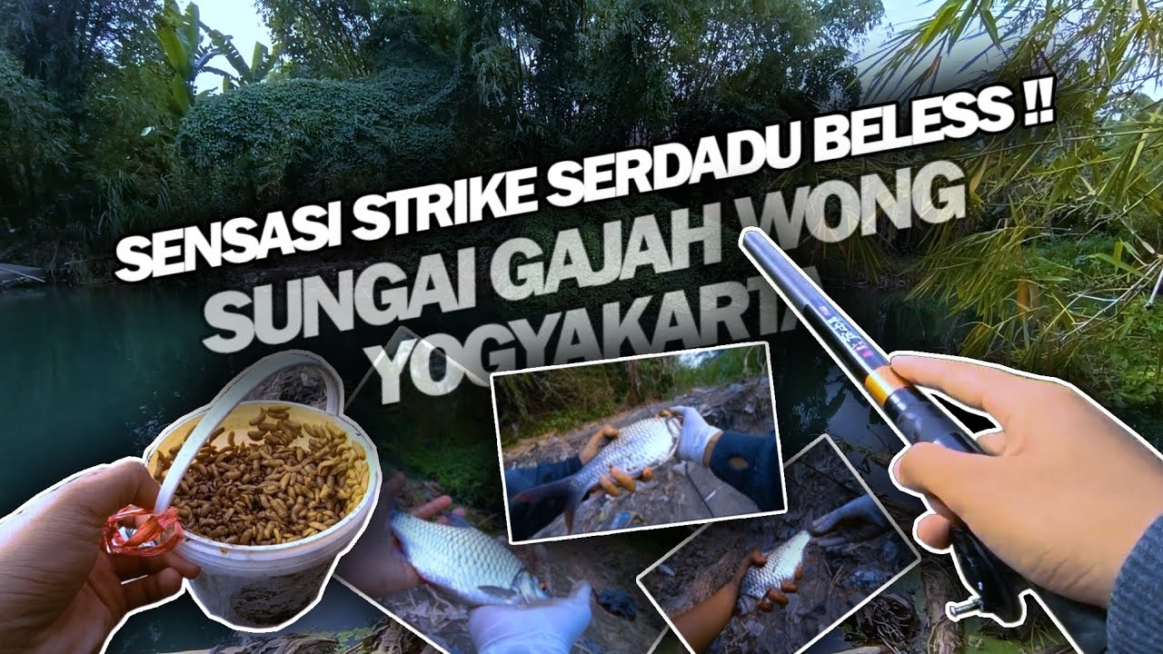 SENSASI STRIKE SERDADU BELES❗Jembatan Wirokerten, Bantul - Spot Mancing di Yogyakarta