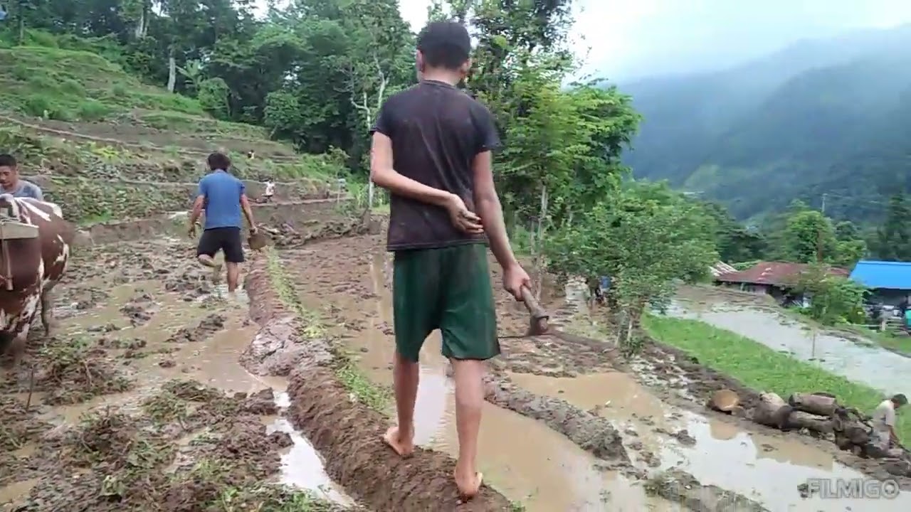 सावन १३गते 29/07/2023को धान रोपाइँ ।