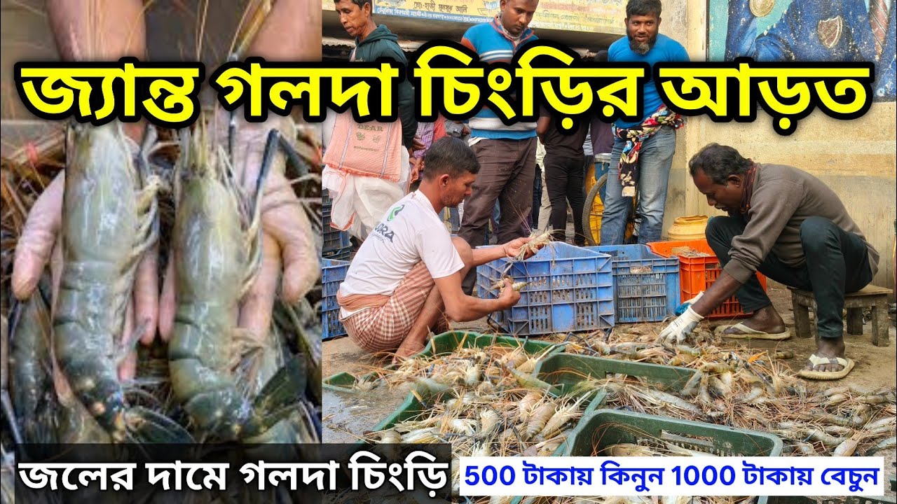জ্যান্ত গলদা চিংড়ি মাছের পাইকারি মার্কেট | Wholesale Shrimps Fish Market