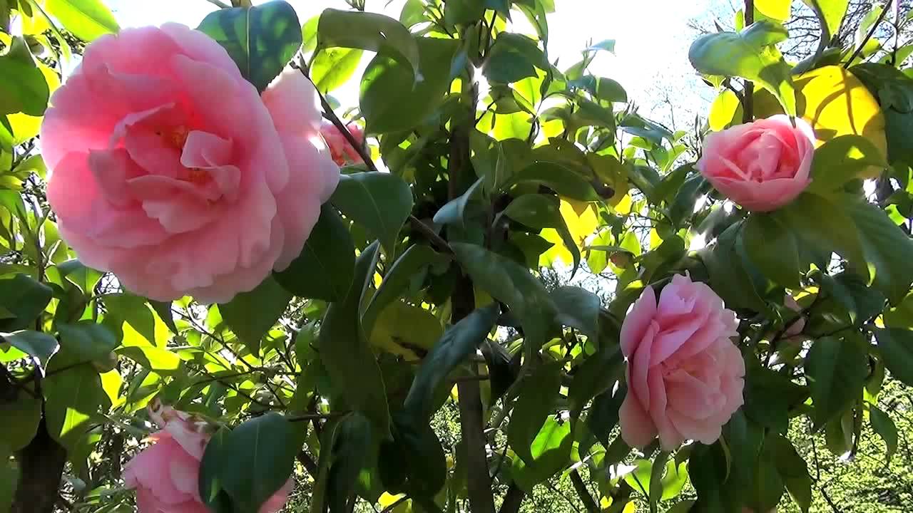 Celtic Hymn for piccolo & piano by Hans-André Stamm