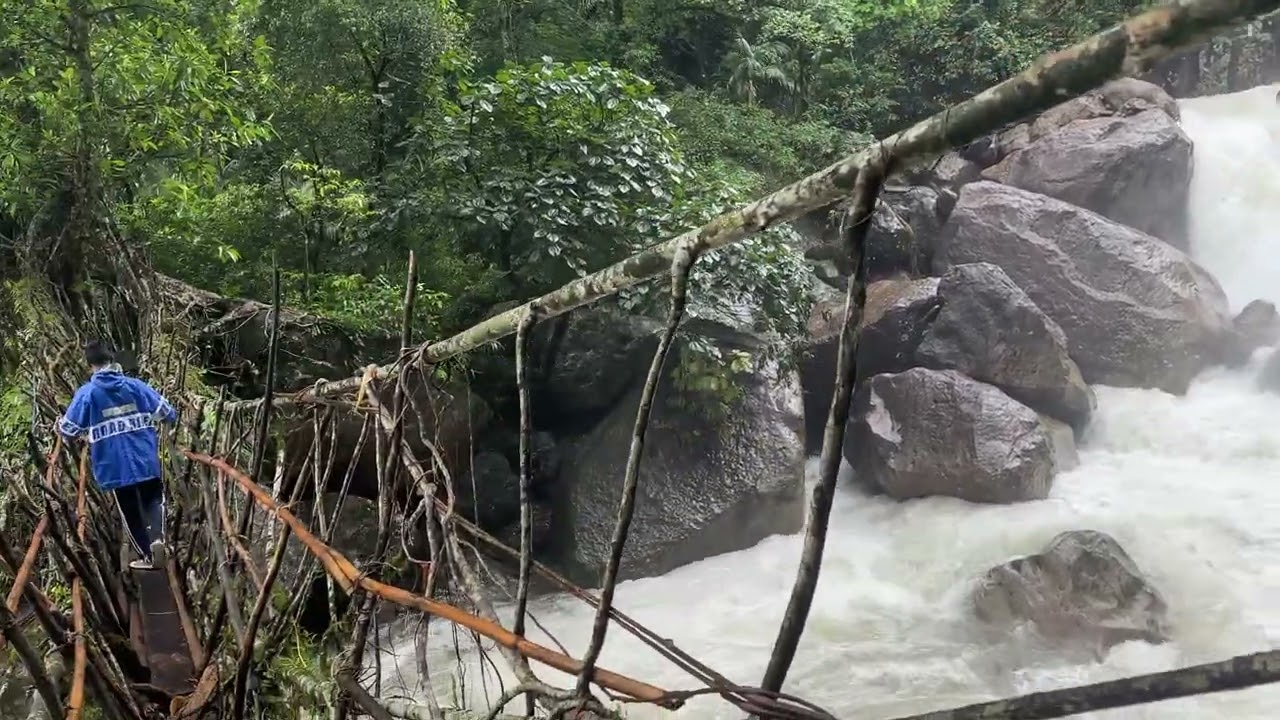 Single Root Bridge