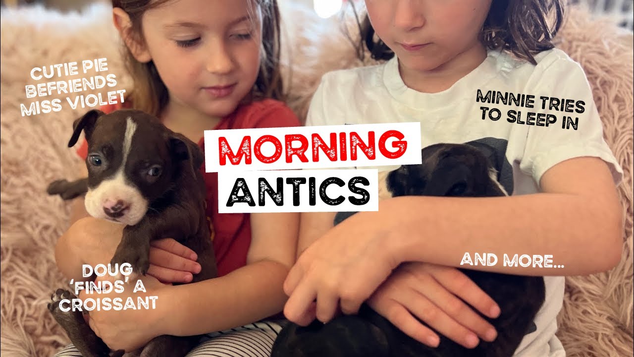 Minnie sleeps in, Doug finds a croissant and Cutie Pie takes Miss Violet under her wing