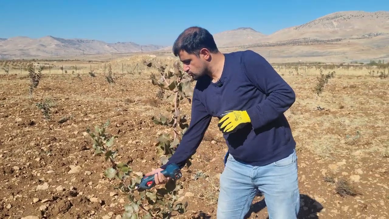 Antepfıstığı Bahçesinde Budama Eğitimi