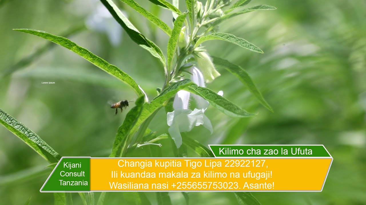 Lima UFUTA kibiashara, fuata njia hizi 5 za kilimo cha UFUTA, utapata mavuno mengi na yenye ubora
