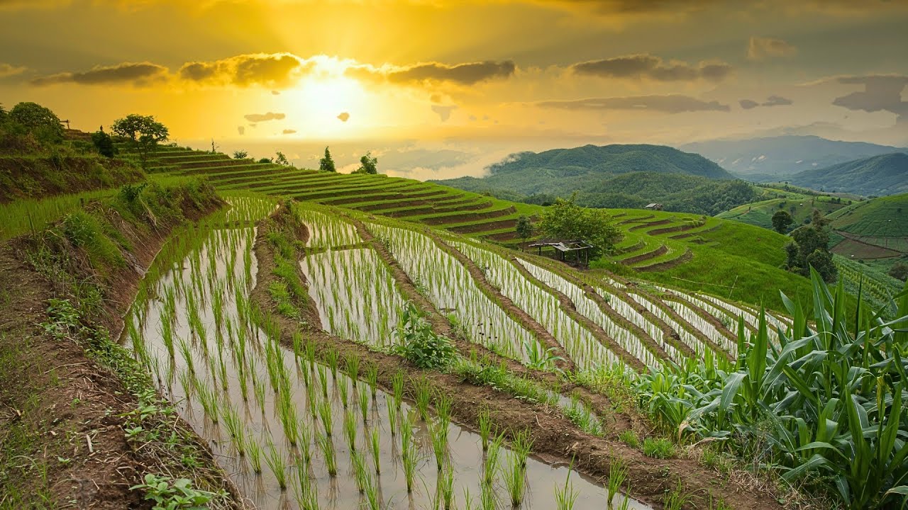 Pa Bong Piang Rice Terraces