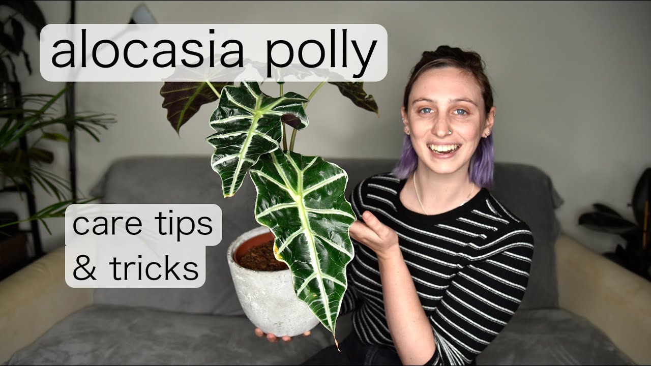 ALOCASIA POLLY Care | Alocasia Amazonica  Care Tips & Tricks
