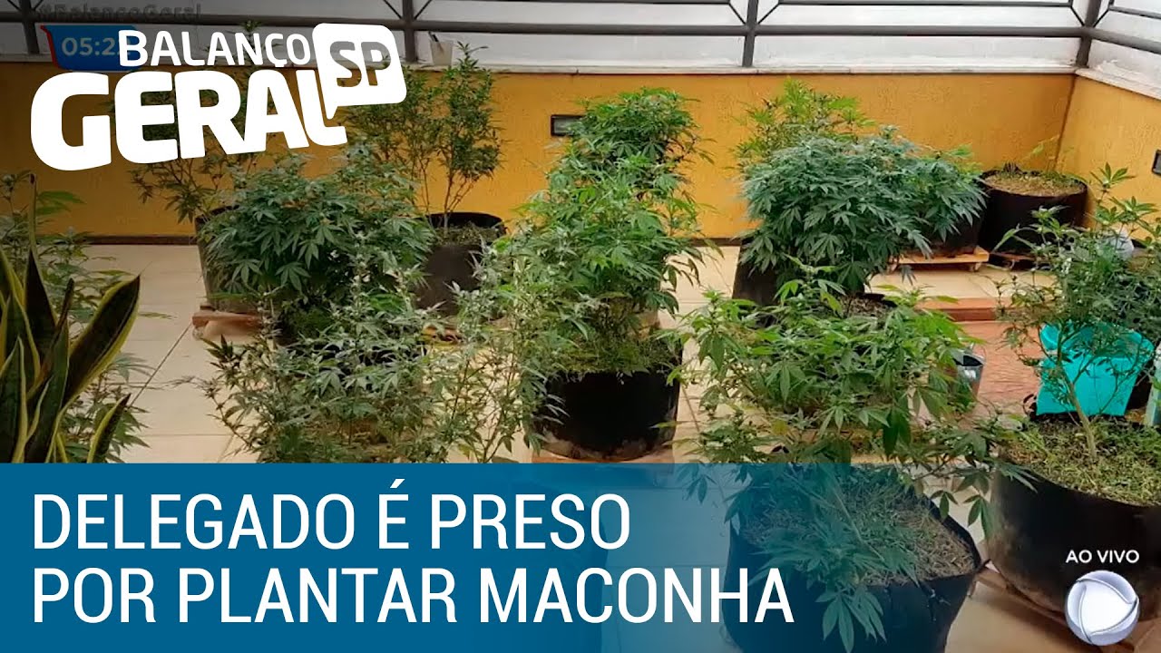 Delegado é preso por plantar maconha em cobertura de luxo