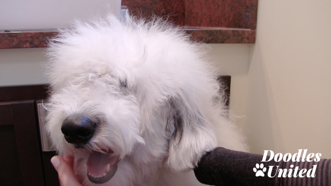 How To Whiten Your Dog's Beard & Coat | Sheepadoodle, Goldendoodle, Labradoodle