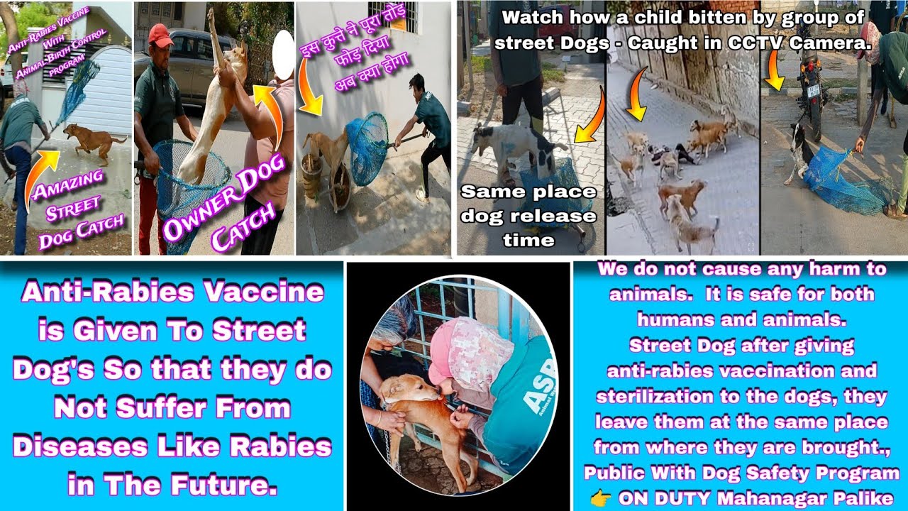 Gojo Gang Street Dog Catching Trailer | One Punch Catcher Dog Catch | Amazing Dog Catch #dog #vlog 