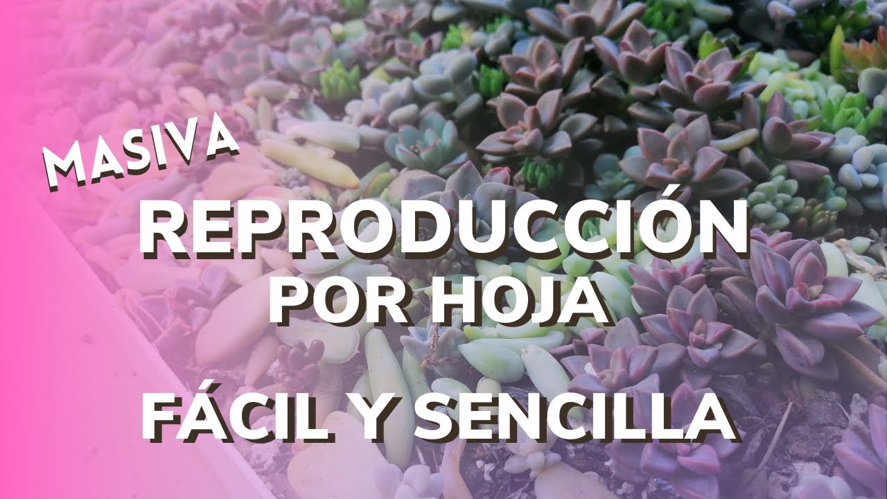 🌱 Reproducción de Suculentas por hoja - Fácil y Sencilla 🌱