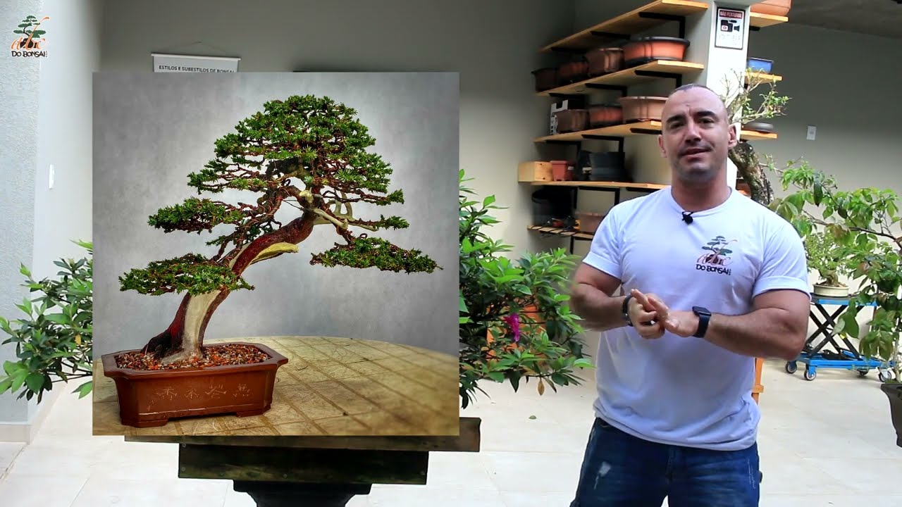 QUAL ESPÉCIA DE BONSAI MAIS FÁCIL DE TRABALHAR