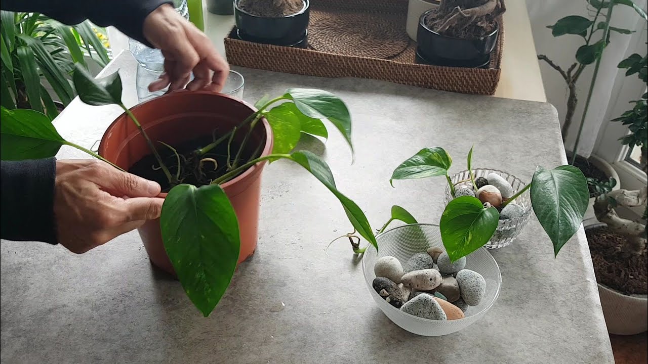 Bouture et entretien du pothos  ( philodendron scandens )